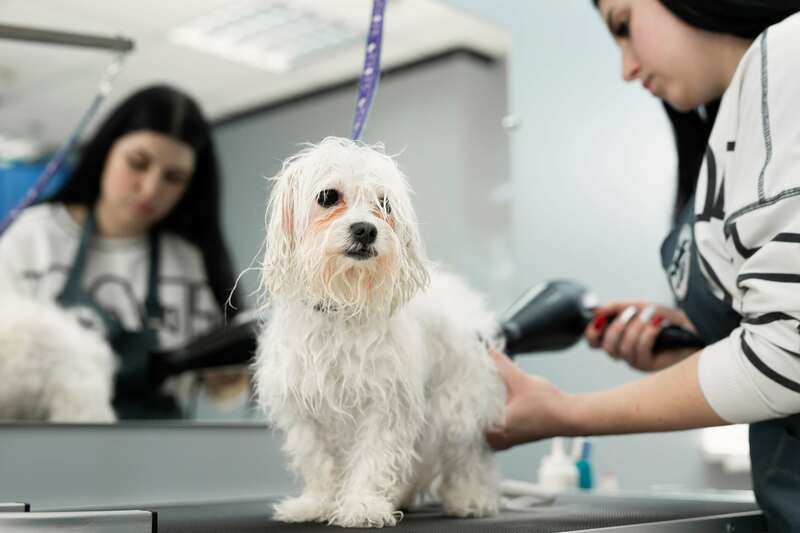 Best Pet Cleaning Service: Compare Top-Rated Companies